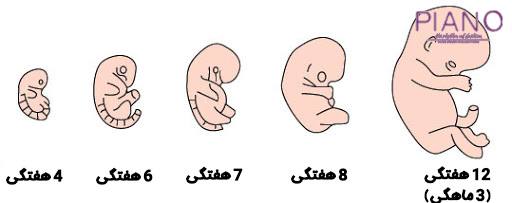 3 ماه اول بارداری