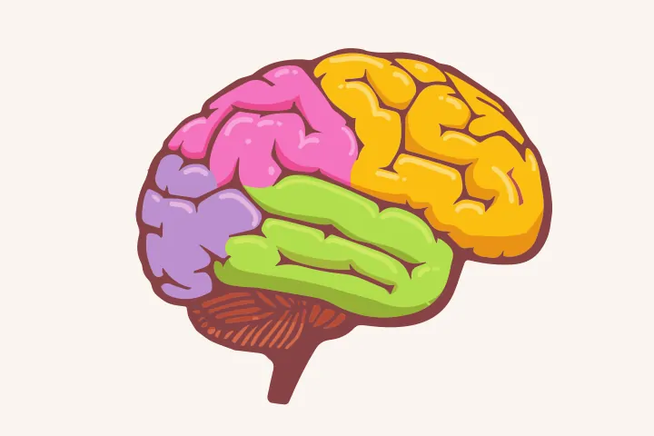 نقاط عطف رشد اولیه مغز